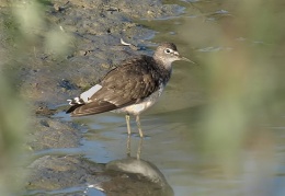 Waldwasserläufer