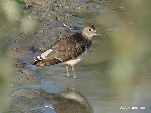 Waldwasserläufer