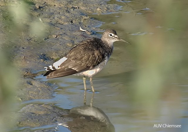 <i>Tringa ochropus</i><br />
Wie der recht ähnlich aussehende Bruchwasserläufer
ein Brutvogel Nord- und Nordost-
Europas; beide brüten vereinzelt aber auch
in Mitteleuropa. Waldwasserläufer kann man
bei uns ganzjährig beobachten, maximal bis
25 Ind. im August. Möglicherweise brüten
einzelne Paare z.B. im Ameranger Moos oder
im Damberger Filz. Merkwürdigerweise brütet
dieser Watvogel gern in alten Drosselnestern.
- Der Bruchwasserläufer (siehe Tafel) tritt
in größeren Zahlen (bis 90 Ind. im August)
zwischen 30.3. und 17.11. bei uns auf.<br />
Foto: Franz Fischer<br />
(Inn, 31.8.2009) 13b-Waldwasserl__ufer_Inn_FF.jpg