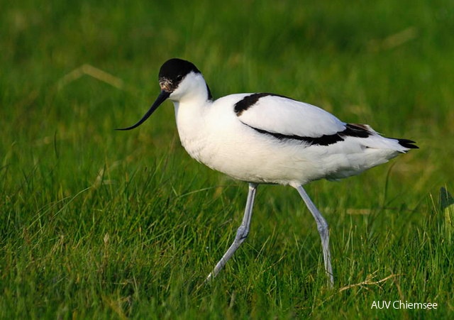 <i>Recurvirostra avosetta</i><br />
Dieser Watvogel brütet sowohl an Nord- und
Ostsee als auch in Südeuropa. Auf seinen
Wanderungen kommt er nur selten bei uns
vorbei, etwa alle 2 Jahre - meist zwischen
April und August und maximal zu dritt.<br />
Foto: Annette Schulten 10c-S__belschn__bler_AS30646_3.jpg
