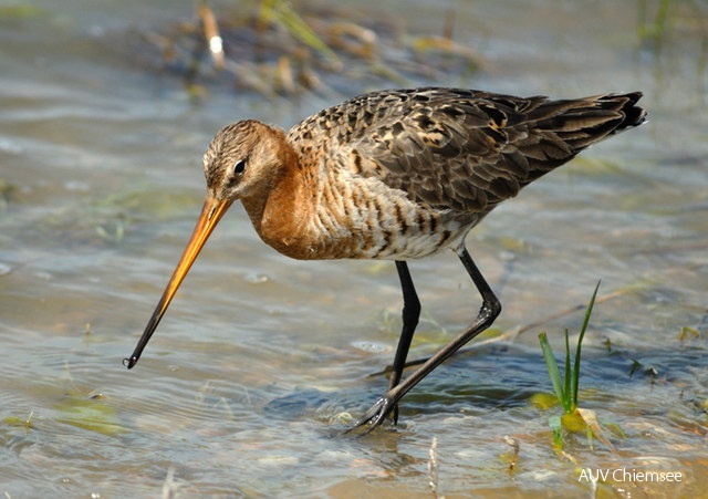 <i>Limosa limosa</i><br />
Dieser beeindruckende Langschnabel brütet
in Bayern nur noch an wenigen Stellen im
nördlichen Bayern. Am Chiemsee gehört die
Uferschnepfe zu den (fast) regelmäßigen
Durchzüglern zwischen 10.3. und 24.12.
mit Maxima im März/April und August (bis
10 Ind.). Sie ist leicht mit der (selteneren)
Pfuhlschnepfe zu verwechseln.<br />
Foto: Hans Zimmermann 12b-Uferschnepfe_JZ0806.jpg