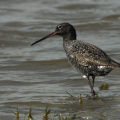 Dunkler Wasserläufer