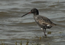 Dunkler Wasserläufer