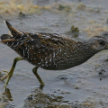 Tüpfelsumpfhuhn