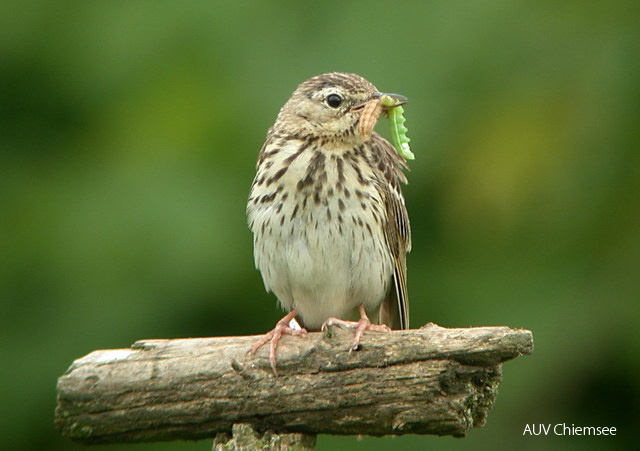 <i>Anthus pratensis</i><br />
Die verschiedenen Pieper-Arten sind schwer
zu unterscheiden. Der Wiesenpieper ist bei
uns ein seltener Brutvogel der Moore. Im
Oktober ziehen größere Zahlen durch (mehrere
Hundert), einzelne überwintern auch.<br />
Foto: Hans Zimmermann 16a-Wiesenpieper-2-35x26JZ.jpg