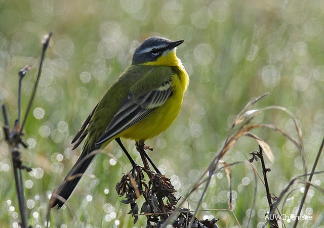 <i>Motacilla flava</i><br />
Diese Stelze wird oft mit der ebenfalls unterseits
gelben Gebirgsstelze verwechselt;
sie ist aber im Gegensatz zu dieser bei uns
nur sehr seltener und unregelmäßiger Brutvogel,
wohl aber zahlreicher Durchzügler
im April und September. Dann trifft man sie
meist auf Äckern und kurzrasigen Wiesen.<br />
Foto: Johannes Sänze<br />
(5.4.2009) 16c-wiesenschaftselze-JS_U7K2954.jpg