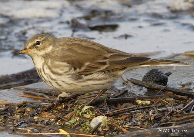 <i>Anthus spinoletta</i><br />
Zur Brutzeit hat dieser Pieper eine fast
ungestreifte, leicht rosa gefärbte Brust
und ist auf Bergwiesen und Almen kein
seltener Brutvogel. Im Winter tragen die
Vögel das typische Pieper-Kleid und sind
entsprechen schwer von anderen Piepern
zu unterscheiden. Fast alle Pieper am winterlichen
Seeufer sind Bergpieper.<br />
Foto: Hans Zimmermann<br />
(Hirschauer Bucht, 24.12.2008) 16b-Bergpieper_JZ8870.jpg