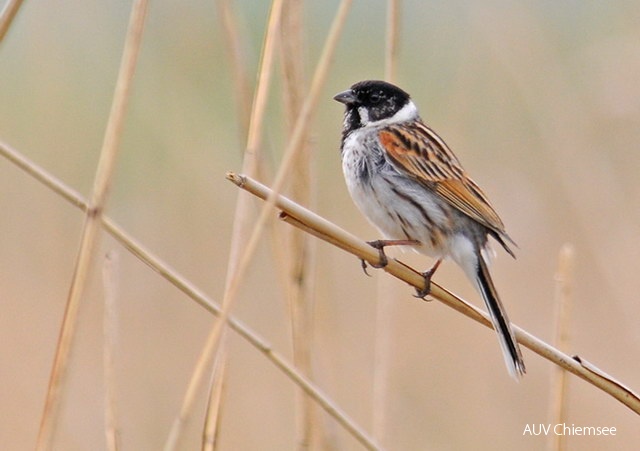 <i>Emberiza schoeniclus</i><br />
Sie sehen tatsächlich Spatzen ähnlich,
schimpfen tun diese „Rohrspatzen“ aber
überhaupt nicht. Ihr Lied ist einfach und ihr
Warnruf ein eher zartes „ziiieh“. Sie sind
neben dem Teichrohrsänger der Häufigste
Brutvogel im Schilf. Im Winter bleiben nur ganz wenige da.<br />
Foto: Annette Schulten<br />
(Grabenstätter Moos, 5.5.2009) 17c-Rohrammer_AS36187_3.jpg