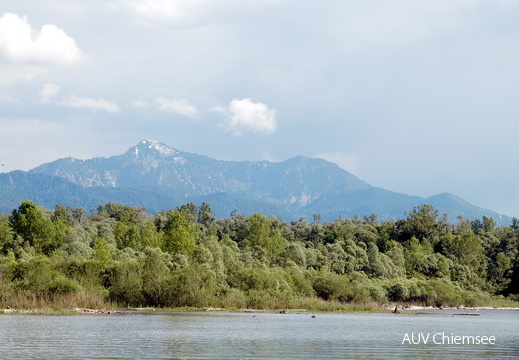 Auwald mit Hochgern