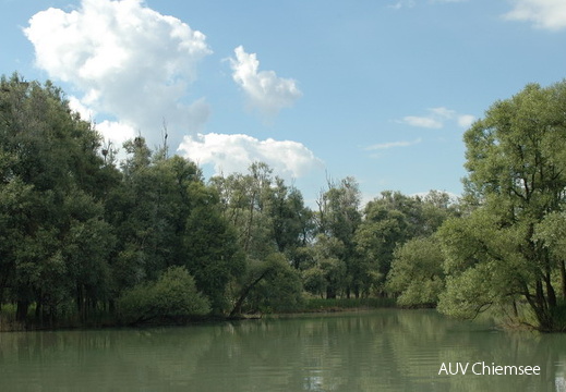 Kormoran-Kolonie (1)