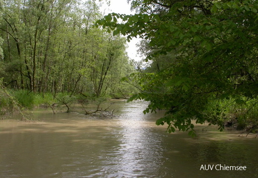 Nebenarm bei Hochwasser