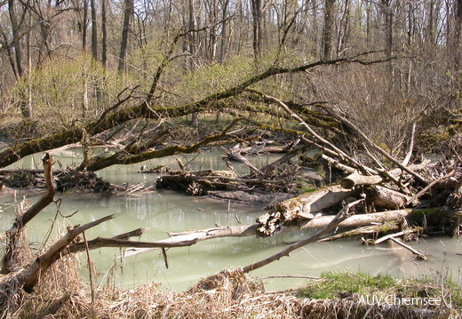 Auwald-Wildnis