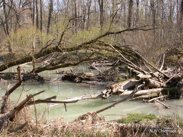 Chs-AD-ml-29-Auwald-1-DSCN1743.JPG