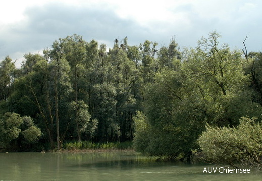 Kormoran-Kolonie (2)