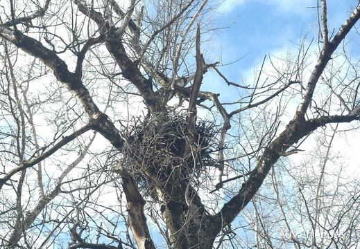 Seeadler-Horst 2008