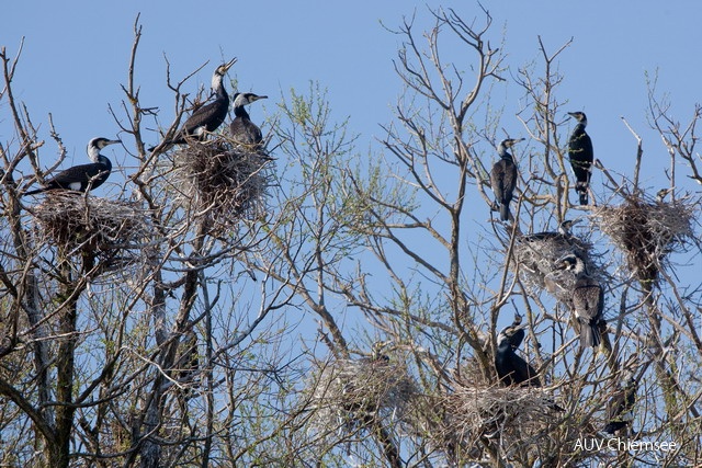 Chs-AD-ah-35-Kormoran-AH4_2009-4507.jpg