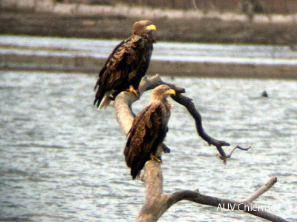 Seeadler-Paar 2008