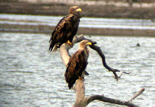 Seeadler-Paar 2008