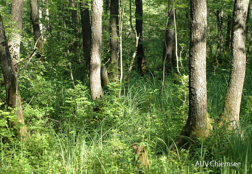 Weichholzaue (1)