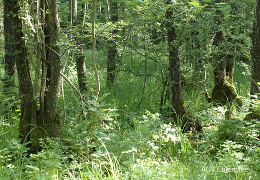 Weichholzaue (2)