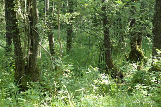 Chs-AD-ml-39-Niederwald_0026.JPG