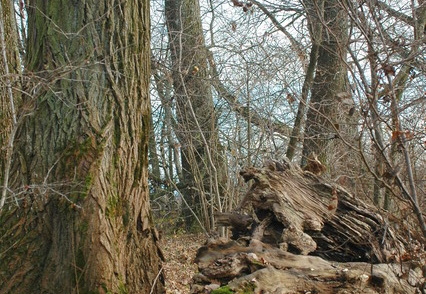 Hartholzaue (2)