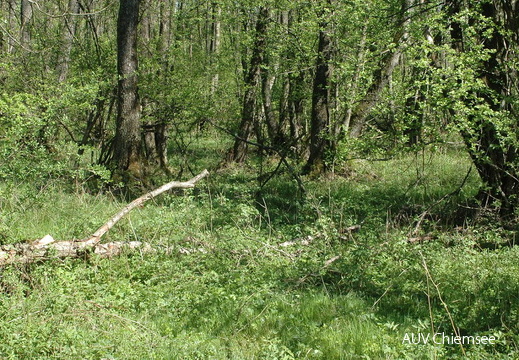 Weichholzaue (3)