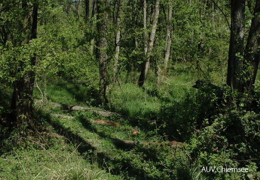 Weichholzaue (4)