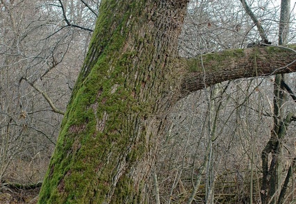 Hartholzaue (1)