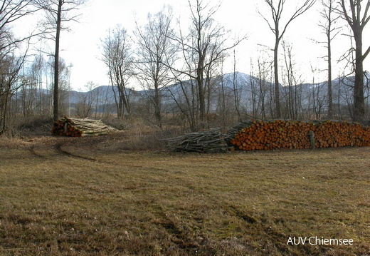 Holznutzung