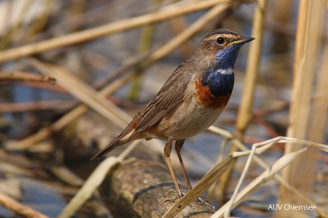 Blaukehlchen