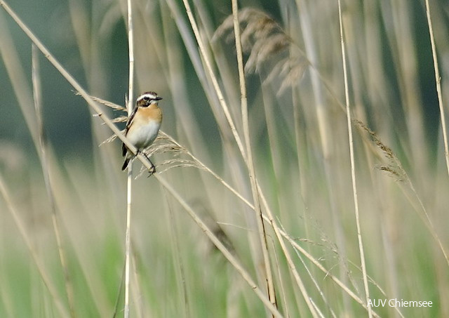 Braunkehlchen