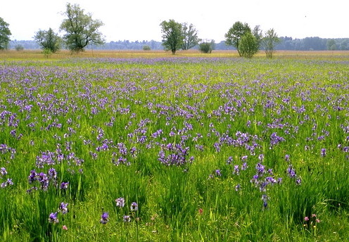 Blaue Schwertlilie