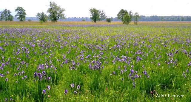 Blaue Schwertlilie