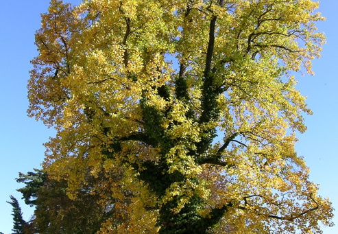 Tulpenbaum