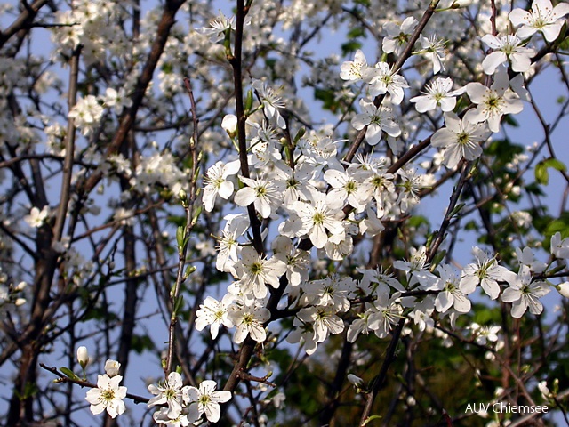 PfW-FeWi-ml-Schlehe-Prunus-spinosa-milo-2_001.JPG