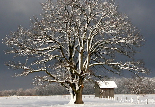 Stieleiche bei Feldwies