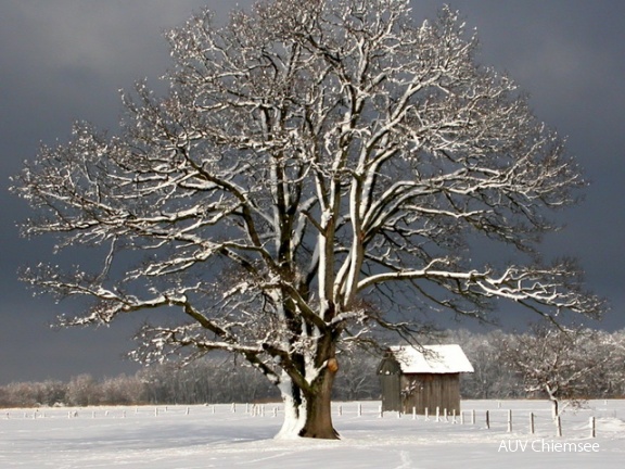 Stieleiche bei Feldwies