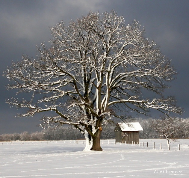 PfW-FeWi-ml-Stieleiche-bei-Feldwies-Quercus-robur-milo-2_001.jpg