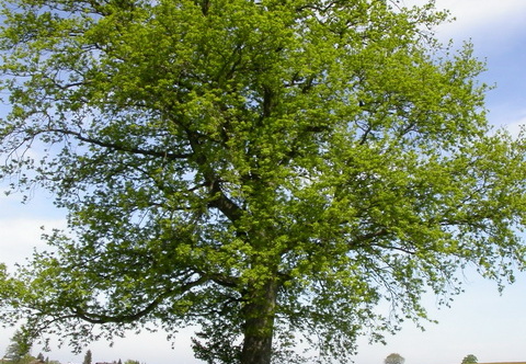 Stieleiche