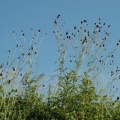 Großer Wiesenknopf