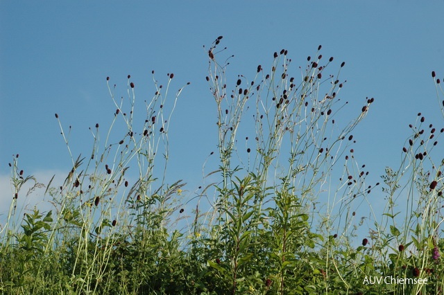 PfW-FeWi-ml-Gr_Wiesenknopf-Sanguisorba-officinlais-milo-DSC_0479_001.JPG