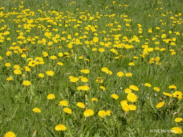 PfW-FeWi-ml-Gew_L_wenzahn-Taraxacum-officinale-milo-7_001.JPG