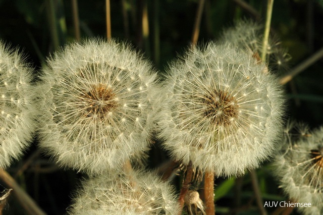 PfW-FeWi-ml-Geww-L_wenzahn-Taraxacum-officinale-milo-DSC_3181_001.JPG