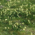 Hohe Schlüsselblume