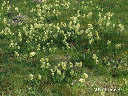 Hohe Schlüsselblume