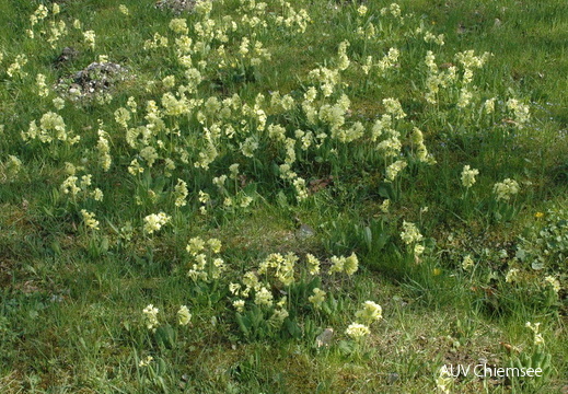 Hohe Schlüsselblume