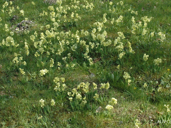 Hohe Schlüsselblume