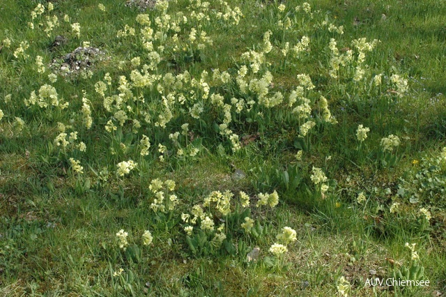 Hohe Schlüsselblume