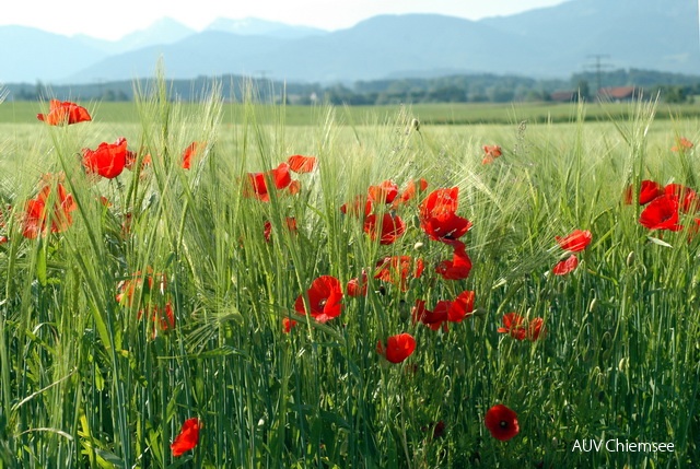 Klatschmohn